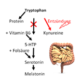 Fehlt Tryptophan, fehlt auch Serotonin und Melatonin-