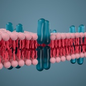 Zellmembran - die roten Fäden sind Fettsäuren. Bild: iStock ungesättigte Fettsäuren-Zellmembran - die roten Fäden sind Fettsäuren. Bild: iStock