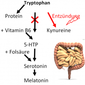 Eine stille Entzündung hemmt die Serotoninproduktion-
